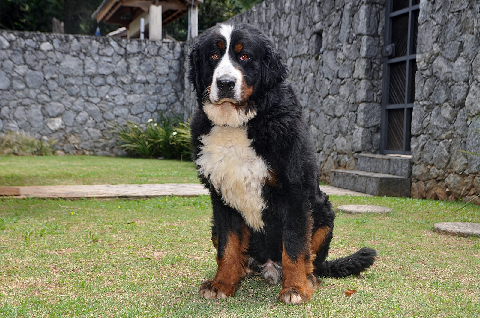 Half-Day vs. Full-Day Dog Daycare in Vallejo: Which Is Right for Your Dog?